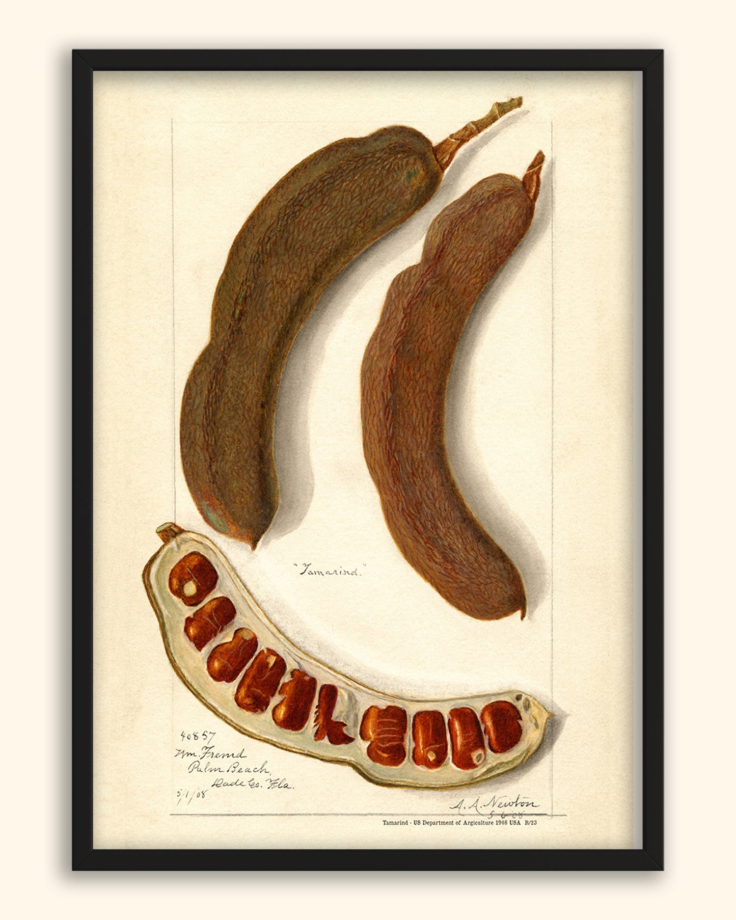 Tamarind - US Department of Agriculture 1908 | USA