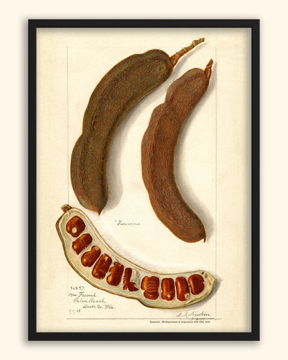 Tamarind - US Department of Agriculture 1908 | USA