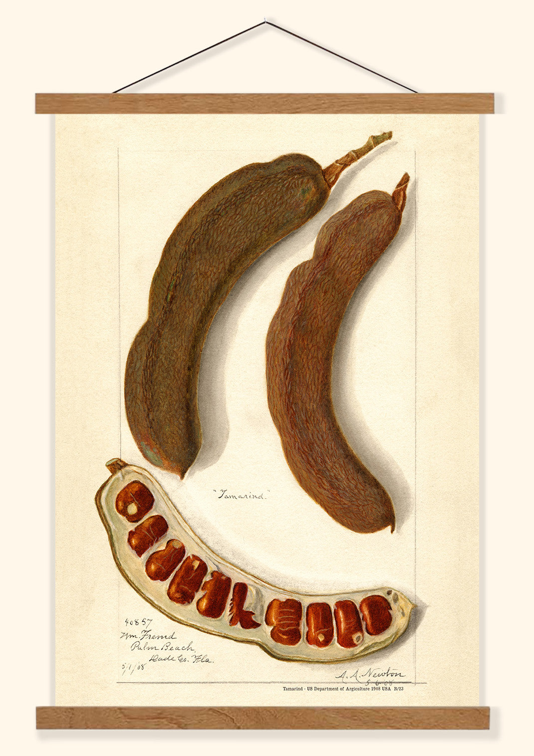 Tamarind - US Department of Agriculture 1908 | USA