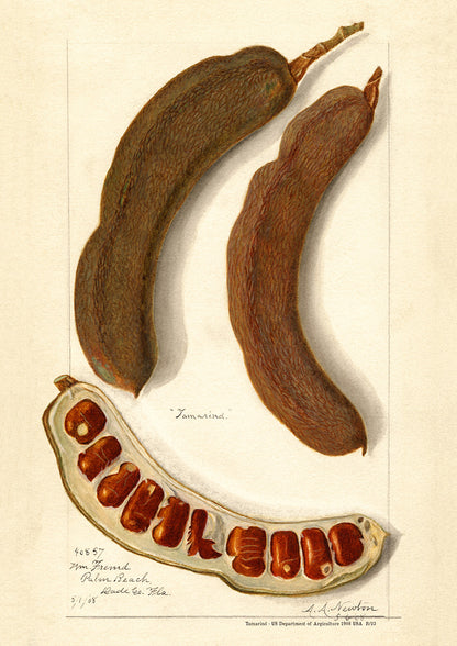 Tamarind - US Department of Agriculture 1908 | USA