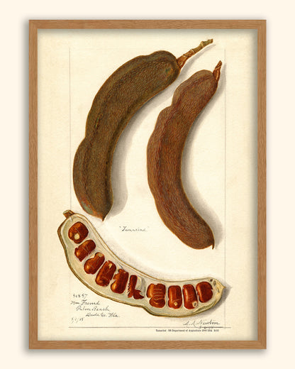 Tamarind - US Department of Agriculture 1908 | USA