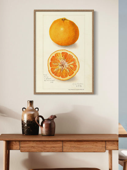 Orange - US Department of Agriculture 1908 | USA