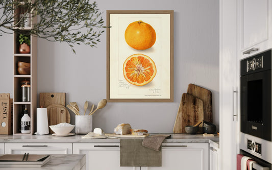 Orange - US Department of Agriculture 1908 | USA